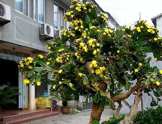琉璃团扇仙人掌的种植步骤是什么？