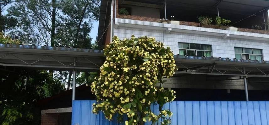 琉璃团扇仙人掌的种植步骤是什么？