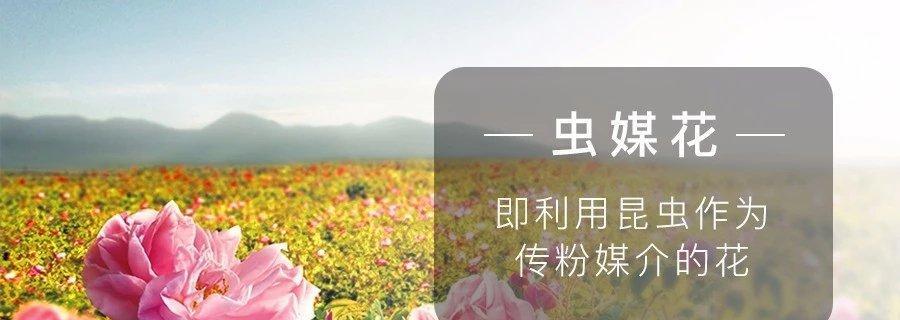 水能否培育玫瑰花以及其原因是什么？