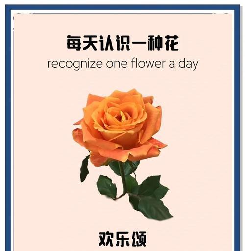 水能否培育玫瑰花以及其原因是什么？