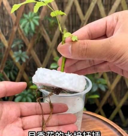 仙人球生根水的正确使用方法是什么？如何浇灌以促进生根？