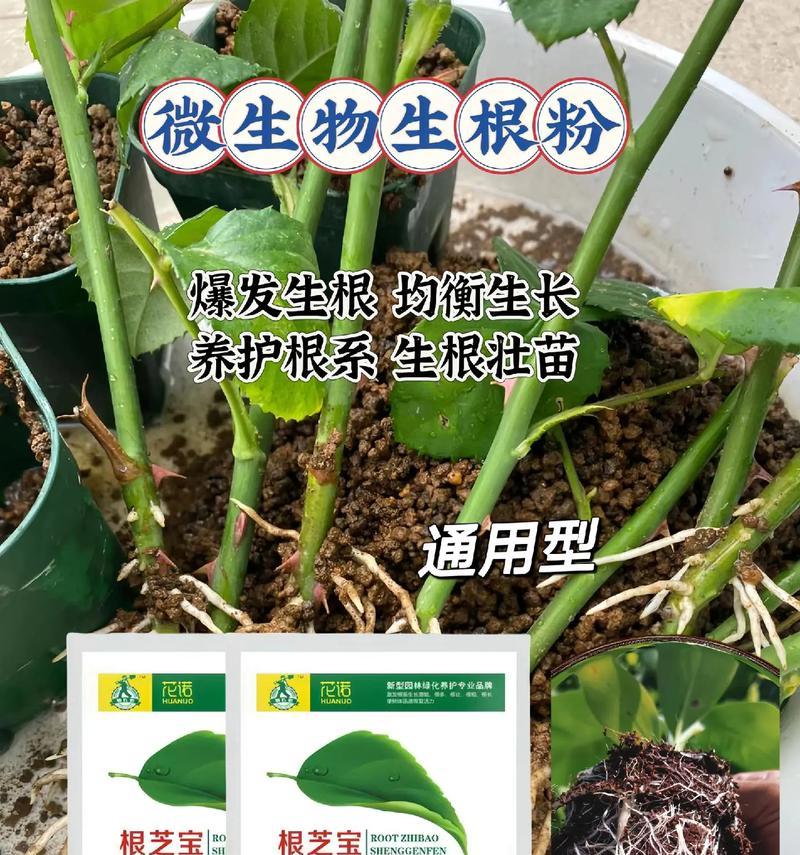 仙人球生根水的正确使用方法是什么？如何浇灌以促进生根？