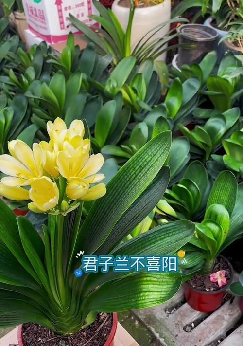 大红君子兰苗的养护管理要点是什么？如何养好大红君子兰苗？
