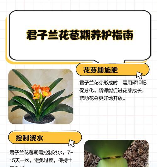 大红君子兰苗的养护管理要点是什么？如何养好大红君子兰苗？