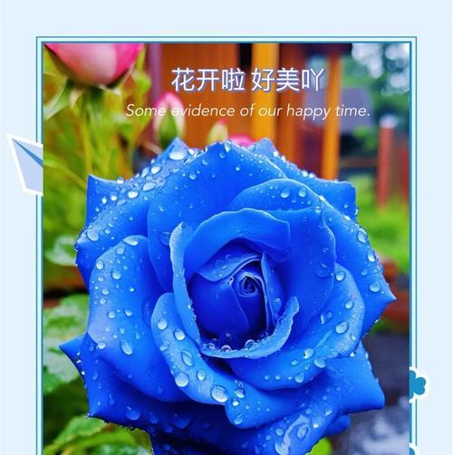 白蓝玫瑰花的开花条件是什么？如何促进白蓝玫瑰花的开花？