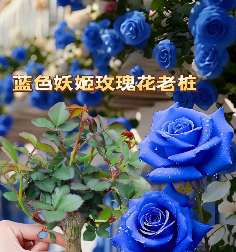 白蓝玫瑰花的开花条件是什么？如何促进白蓝玫瑰花的开花？