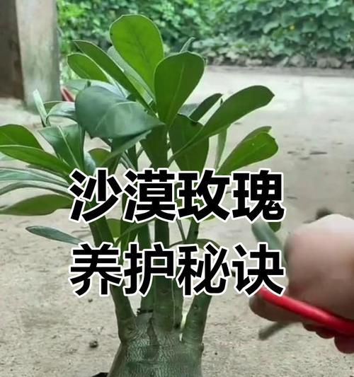 玫瑰花剪枝的正确步骤和图解是什么？如何进行玫瑰花的修剪？