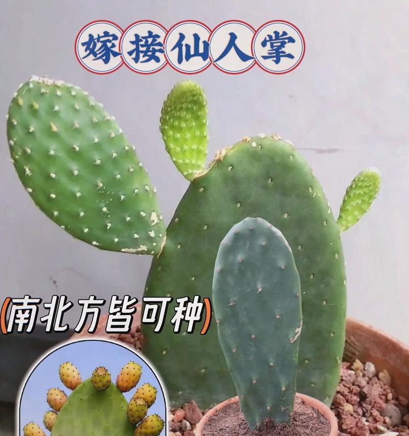 仙人掌佛手的栽种方法是什么？如何正确栽种仙人掌佛手？