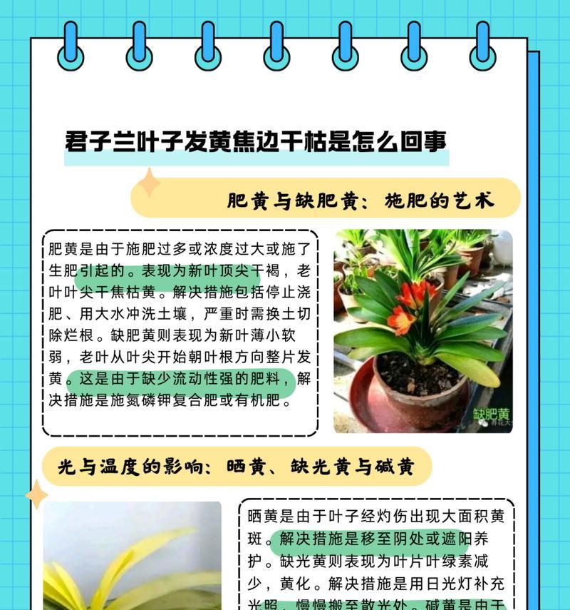 君子兰中叶型很长的品种有哪些？它们的特点是什么？