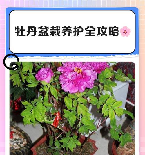 牡丹花老根的养护方法有哪些？