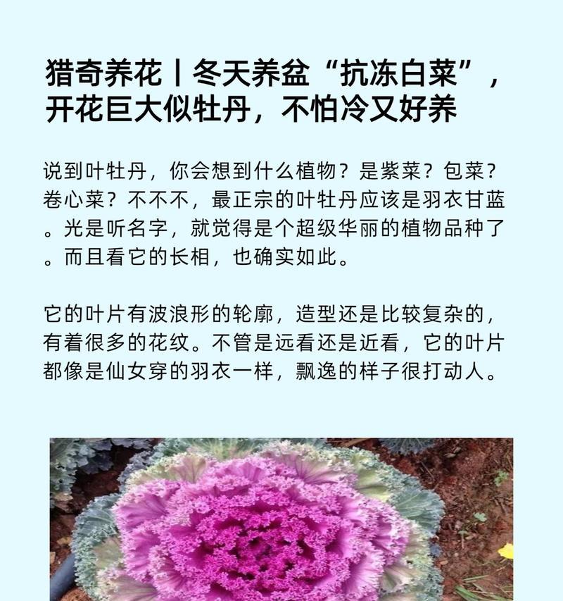 牡丹花冬季防冻及养护技巧是什么？