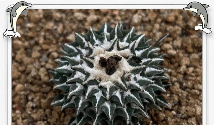 牡丹花喷施肥的正确使用方法是什么？