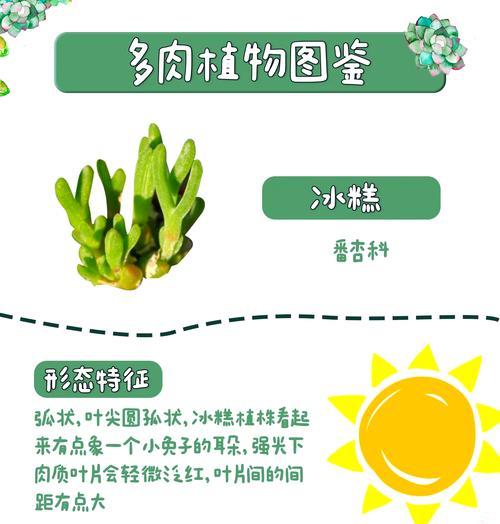 雪糕锦仙人球冬季养护技巧是什么？
