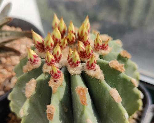 大明虾仙人球开花的秘诀是什么？
