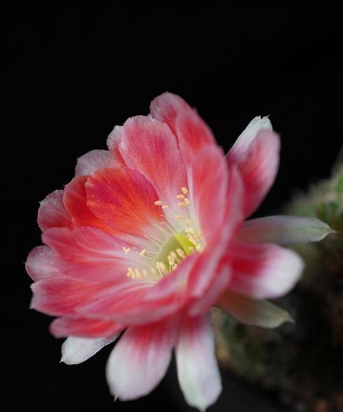 大明虾仙人球开花的秘诀是什么？