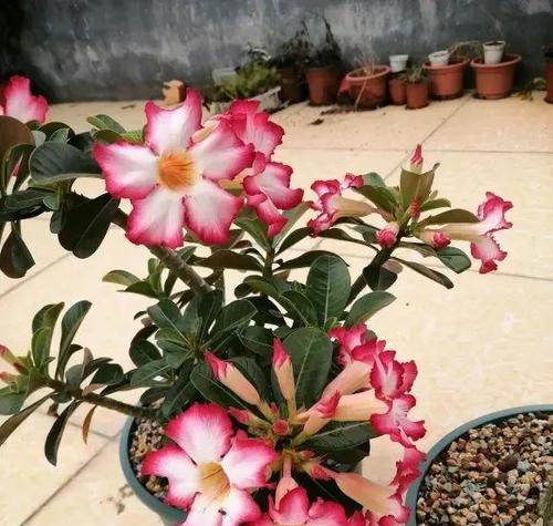 大明虾仙人球开花的秘诀是什么？
