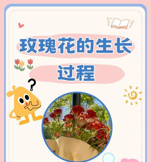 新买的玫瑰花应该如何种植？