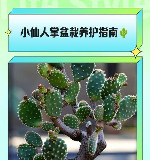 五指山仙人掌的养殖要点是什么？