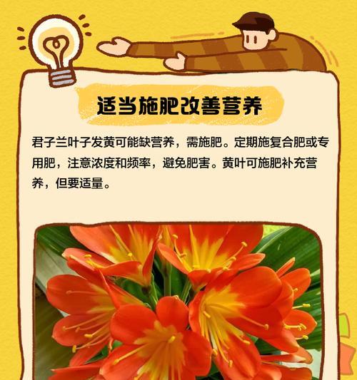 如何通过叶子辨别君子兰的好坏？