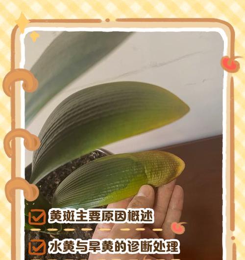如何通过叶子辨别君子兰的好坏？