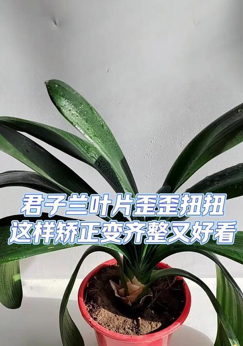 如何通过叶子辨别君子兰的好坏？