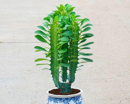 室内种植仙人掌盆栽的正确方法是什么？