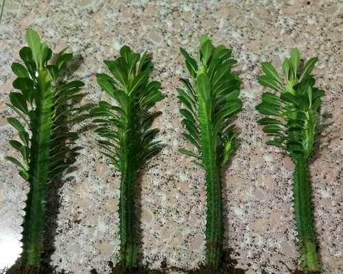 室内种植仙人掌盆栽的正确方法是什么？