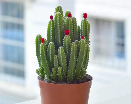 室内种植仙人掌盆栽的正确方法是什么？