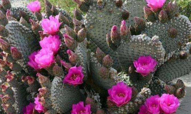 家里类似仙人掌的花养护技巧有哪些？