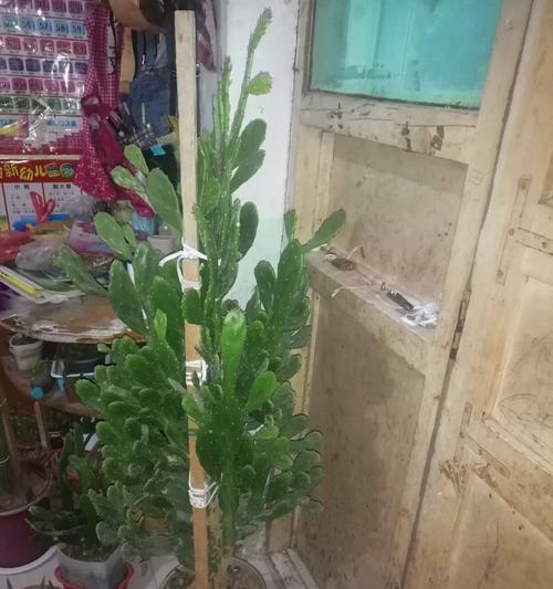 家里类似仙人掌的花养护技巧有哪些？