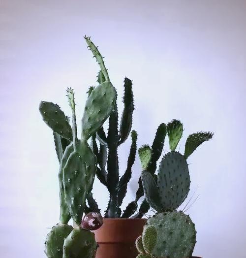 家里类似仙人掌的花养护技巧有哪些？