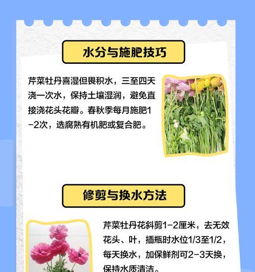 小青菜牡丹花的种植步骤是什么？