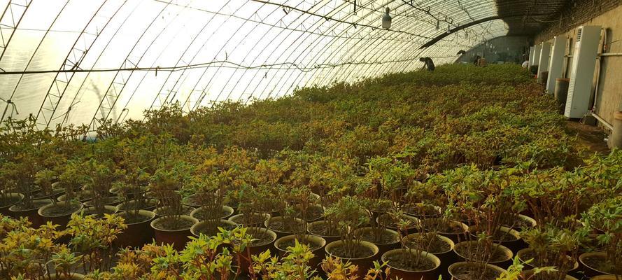 小青菜牡丹花的种植步骤是什么？