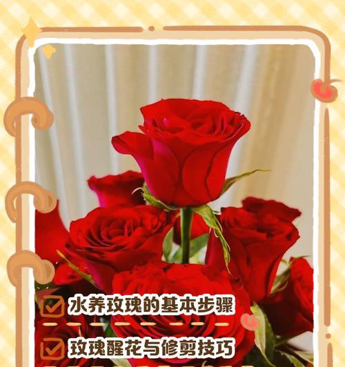 玫瑰花插放持久的秘诀是什么？