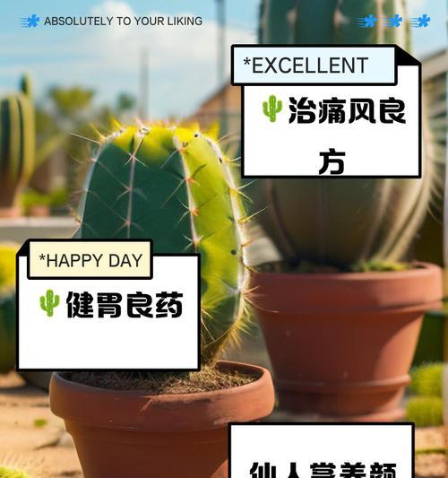 玻璃罩仙人掌的正确养护方法是什么？