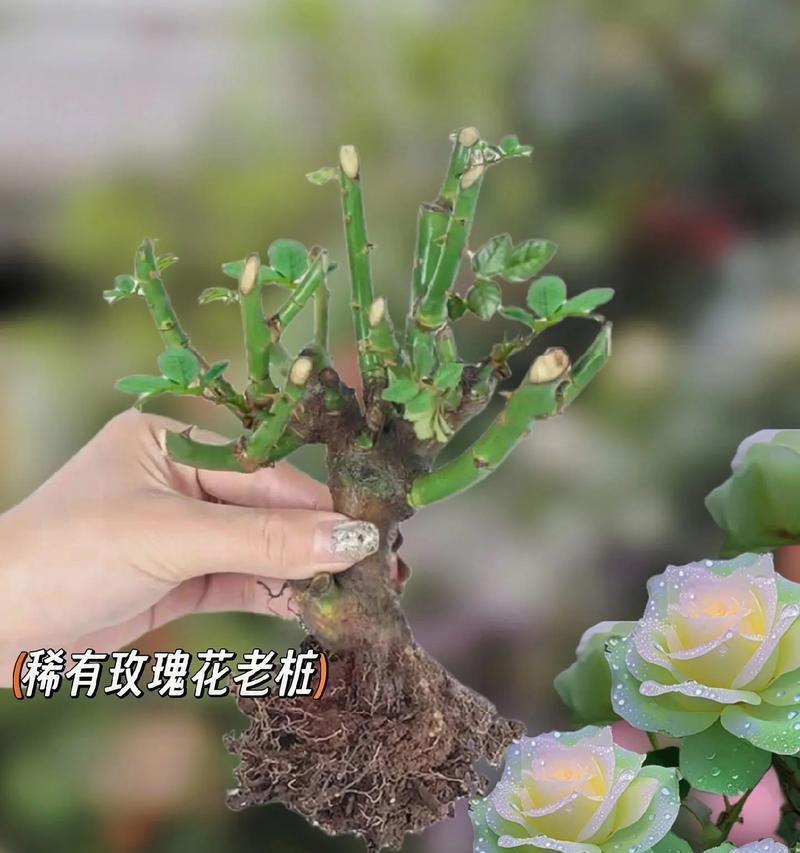 混合花玫瑰如何养殖？混合花玫瑰的养护要点是什么？