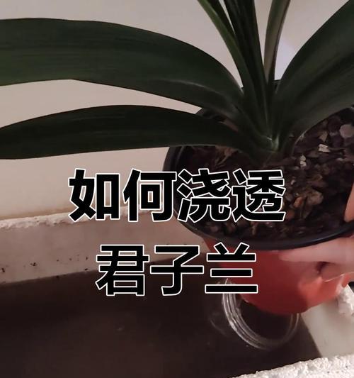 君子兰是否可以使用醋？浇水时应注意什么？