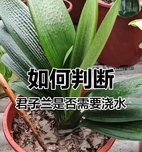 君子兰是否可以使用醋？浇水时应注意什么？