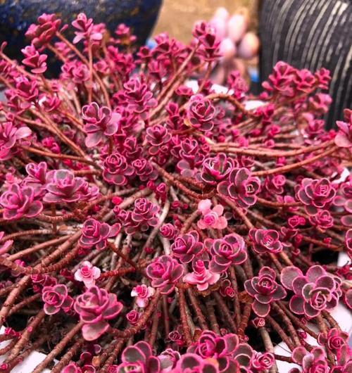 水培玫瑰花的种植方法是什么？如何进行水培？