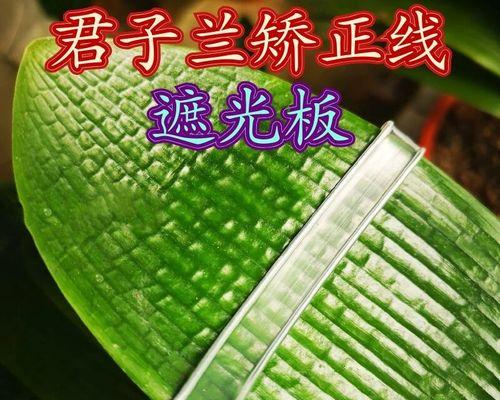 君子兰叶子夹子用途是什么？夹子对养护的影响