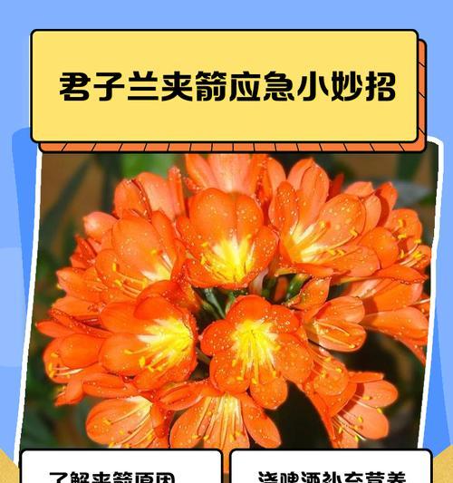 君子兰叶子夹子用途是什么？夹子对养护的影响