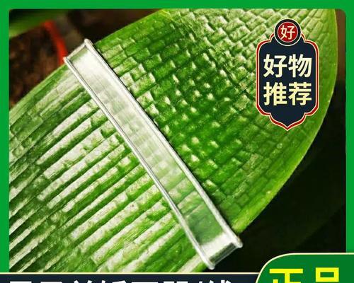 君子兰叶子夹子用途是什么？夹子对养护的影响