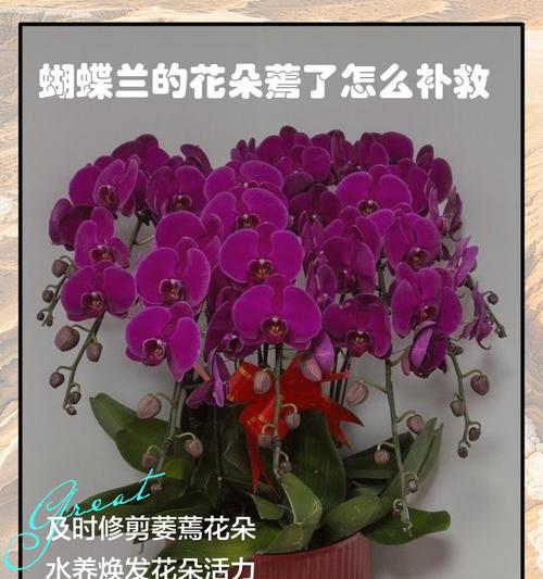 牡丹花水培蔫了如何补救？恢复生机的技巧