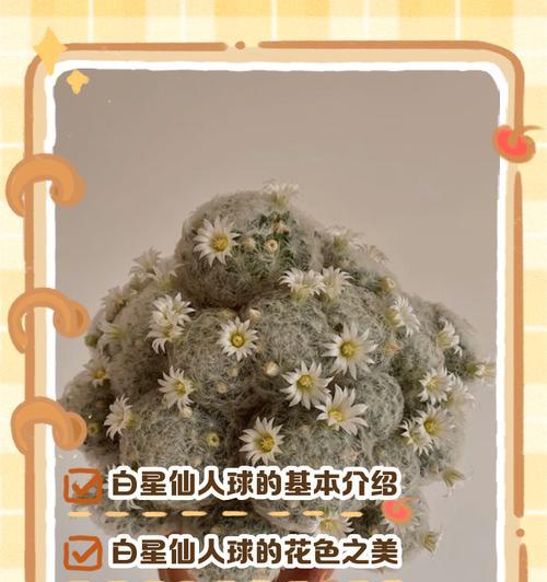 白糖玫瑰仙人球的正确养护方法是什么？