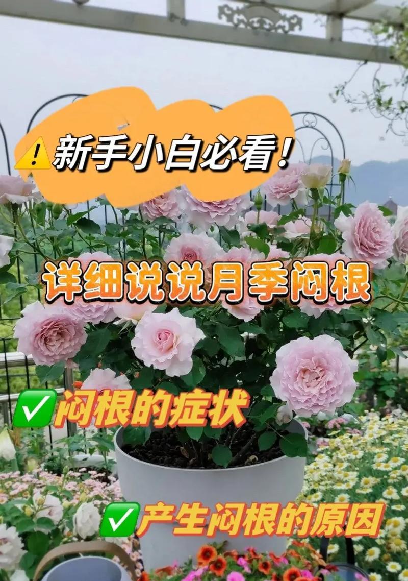 白糖玫瑰仙人球的正确养护方法是什么？