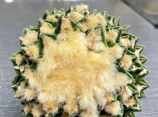 白糖玫瑰仙人球的正确养护方法是什么？