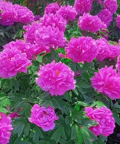 牡丹花快速开花的原因是什么？