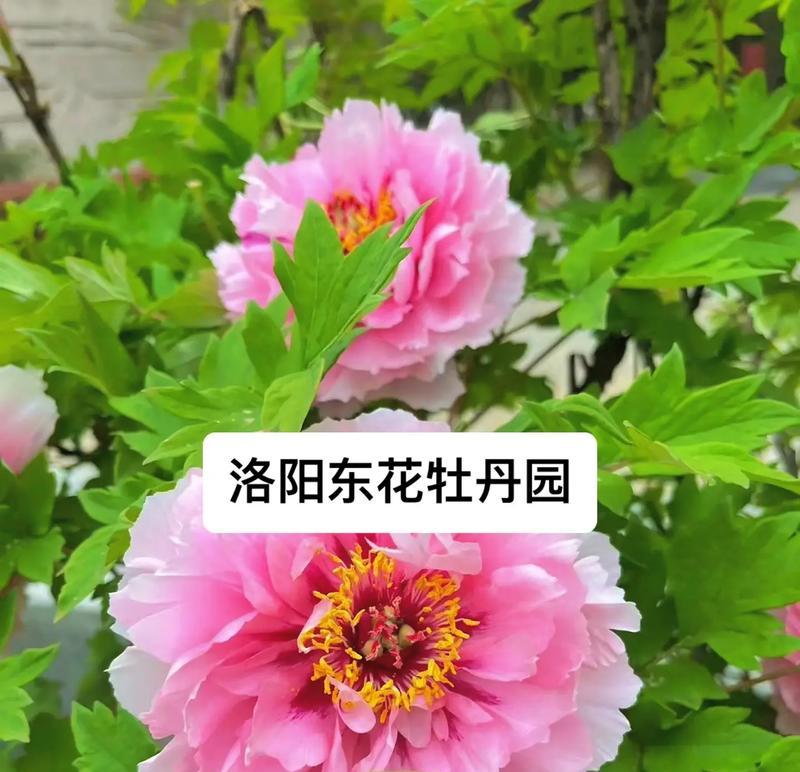 牡丹花快速开花的原因是什么？