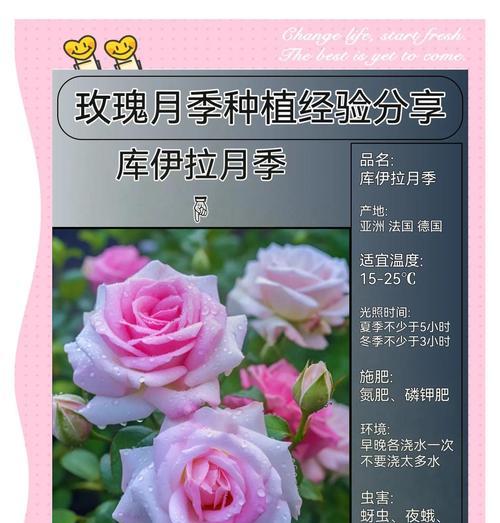 玫瑰花多颜色种子的种植方法是什么？