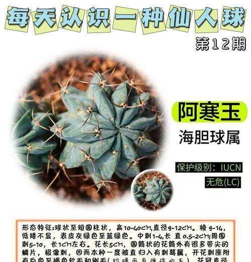 迷你仙人球的正确养殖方法是什么？有哪些注意事项？